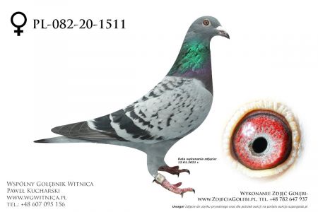 PL-082-20-1511 - Otwinowski Jan