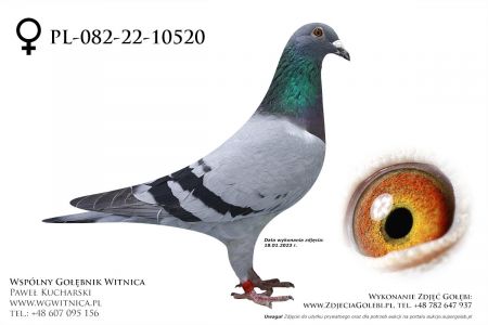 PL-082-22-10520: Otwinowski Jan, min 59m Gołąb z hodowli: Otwinowski Jan