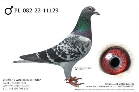 PL-082-22-11129: Szwed Andrzej, min 100m, 97m, 44m z FINAŁU Gołąb z hodowli: Szwed Andrzej