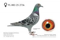 PL-082-25-2736: Jerzy Karolak, 76. Lotnik