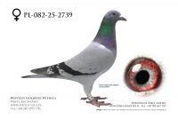 PL-082-25-2739: Jerzy Karolak, 50. Lotnik, m in 23m z FINAŁU