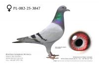 PL-082-25-3847: Jerzy Karolak