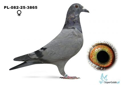 PL-082-25-3865  Karolak Jerzy