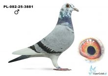 PL-082-25-3881 Karolak Jerzy