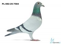 PL-082-25-7584 13. OKRĘG PIŁA