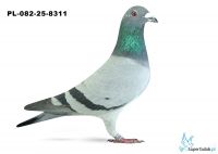 PL-082-25-8311 13. OKRĘG PIŁA 