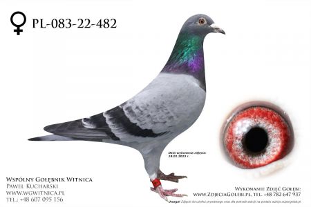 PL-083-22-482: OLR Polish Masters, 38 Lotnik min 21m, 62m Gołąb z hodowli: OLR Polish Masters