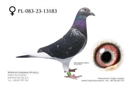 PL-083-23-13183 - samica  (roczniak) - 3 miejsce z lotu narodowego Bruksela (760 km)