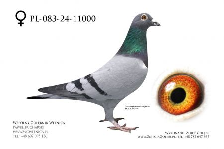 PL-083-24-11000: Przyjaciele Golebi, 8. Lotnik, m in 39m, 15m, 17m z FINAŁU