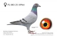 PL-083-25-10964: Jan Romankiewicz, m in 44m