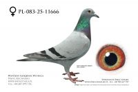 PL-083-25-11666: Janusz Bronis, 71. Lotnik