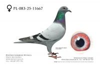 PL-083-25-11667: Janusz Bronis