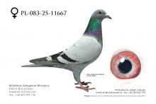 PL-083-25-11667: Janusz Bronis