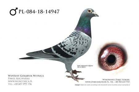 PL-084-18-14947: Tomasz Brzuchanski, m in 27m, 16m, 14m, 24m, 26m, 3m z FINAŁU