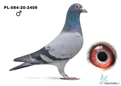 PL-084-20-2409