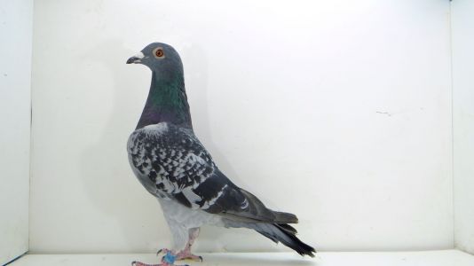 PL-084-21-8346 Dziub Dziub