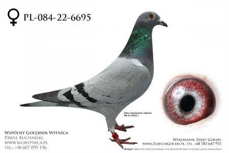 PL-084-22-6695: Oleksy Jerzy, min 83m Gołąb z hodowli: Oleksy Jerzy