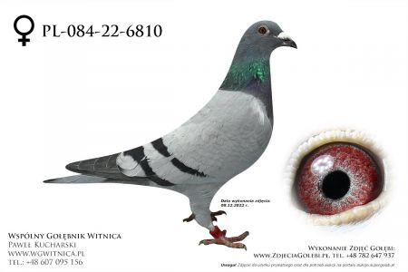 PL-084-22-6810: Chodorowski Arkadius, min 67m Gołąb z hodowli: Chodorowski Arkadius