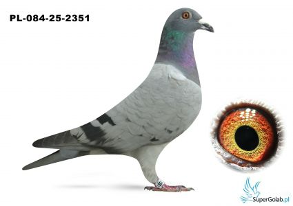 PL-084-25-2351 Andrzej i Paweł Jasiński