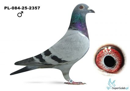 PL-084-25-2357 Andrzej i Paweł Jasiński