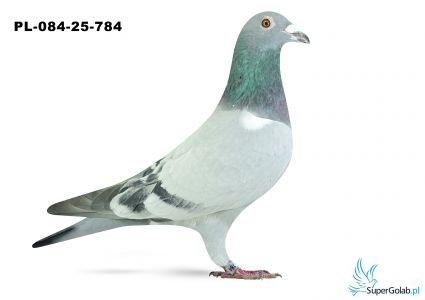 PL-084-25-784 23. OKRĘG GORZÓW WIELKOPOLSKI