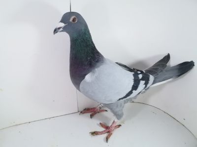 Pl-085-20/23-3494 Wszystko co najlepsze jest w tym gołębiu