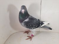PL-085-2020-11273 (Prange