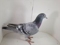 PL-085-2020-3423 Van Loon x Vandenabeele