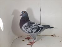PL-085-2020-3424 Vandenabeele