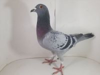 PL-085-2020-3442 Van Loon x Vandenabeele