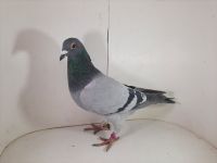 PL-085-2020-3446 Vandenabeele x Jos Thone