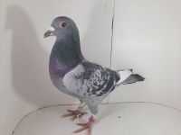 PL-085-2020-3451 Bliksem x Kannibal