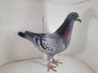 PL-085-2020-3487 Van Loon x Vandenabeele