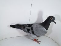 Pl-085-2022-2447 Bulck x Van Loon x Olympijka