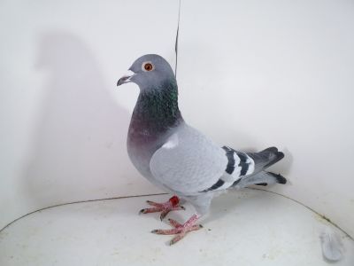 PL-085-2022-6438 Van Loon x Marian Van Koppen + gratis