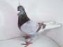 PL-085-2022-6526 Dirk Van De Bulck Linia Kittel + Gratis
