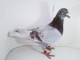 PL-085-2022-6526 Dirk Van De Bulck Linia Kittel + Gratis