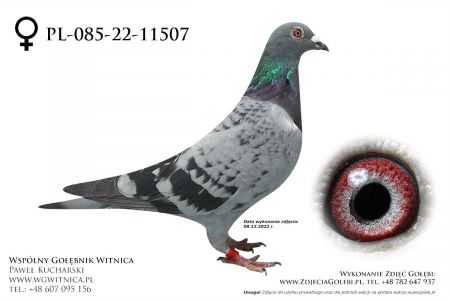 PL-085-22-11507: Wasilewski Leszek, min 23m, 76m Gołąb z hodowli: Wasilewski Leszek