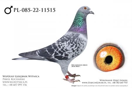 PL-085-22-11515: Wasilewski Leszek, min 50m Gołąb z hodowli: Wasilewski Leszek