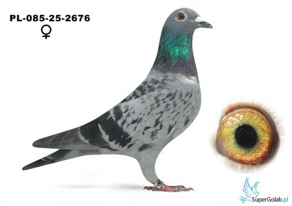 PL-085-25-2676