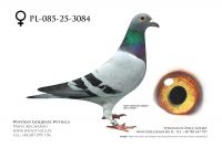 PL-085-25-3084: Henryk Radek Kropp