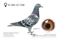 PL-085-25-7700: Tadeusz Kosmala, m in 45m, 6m, 36m z FINAŁU