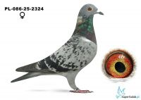 PL-086-25-2324 AMA Ostrzepalscy