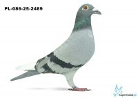 PL-086-25-2489 10. OGRĘG LEGNICA 