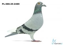 PL-086-25-2489 10. OGRĘG LEGNICA 