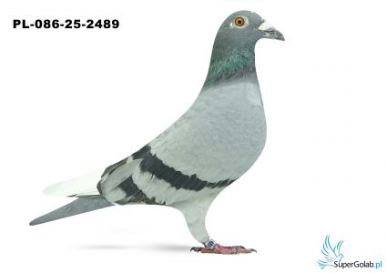 PL-086-25-2489 10. OGRĘG LEGNICA 