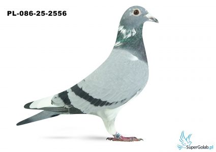 PL-086-25-2556 10. OGRĘG LEGNICA