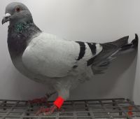 PL-087-20-6099 Linia