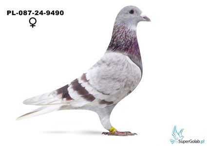 PL-087-24-9490 - 100% Karol Paszek