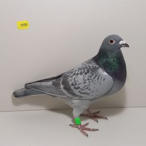 PL-087-24-9492 Wn. 712 AS Rozpłodu, linia Rude